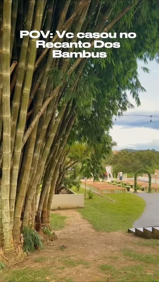 O bambuzal do Recanto dos Bambus no fim da tarde